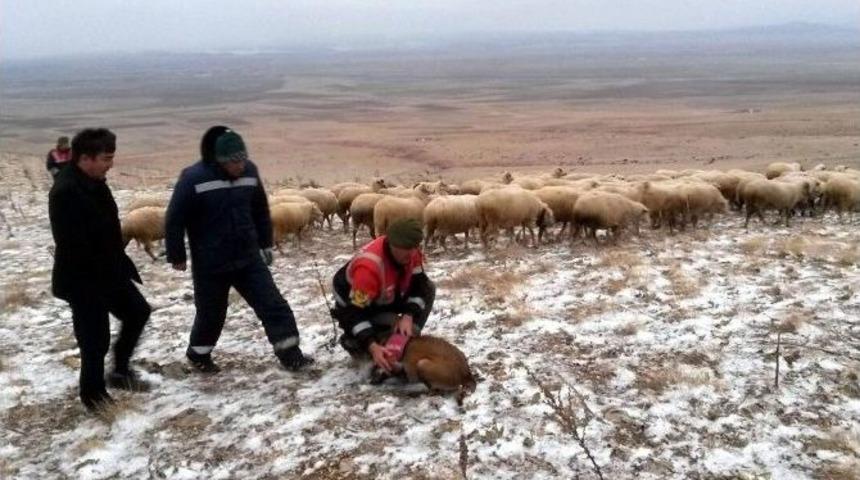 Kaybolan Koyunları İz Takibi Yapan Jandarma Buldu