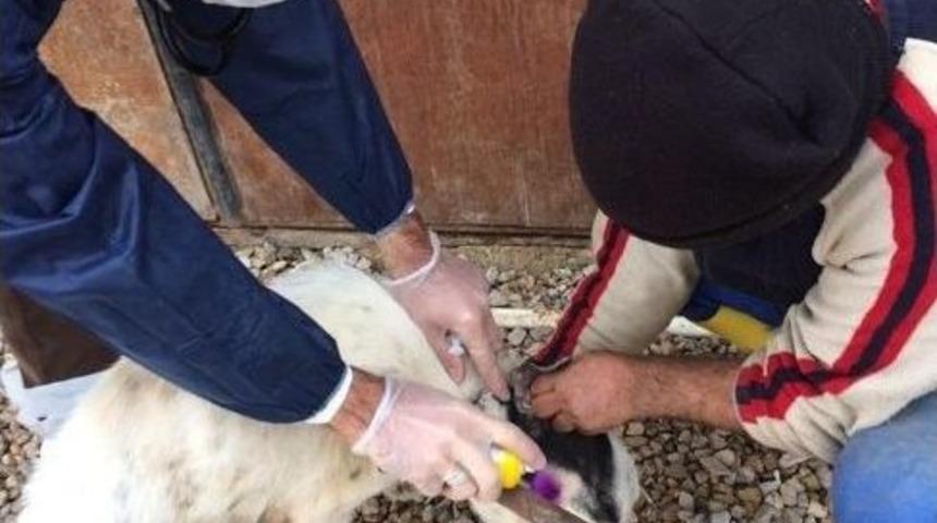 Sokak K&ouml;pekleri Toplanarak Barınağa G&ouml;t&uuml;r&uuml;l&uuml;yor