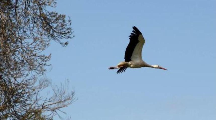 Uydu Vericili Leyleklerden Haber Var