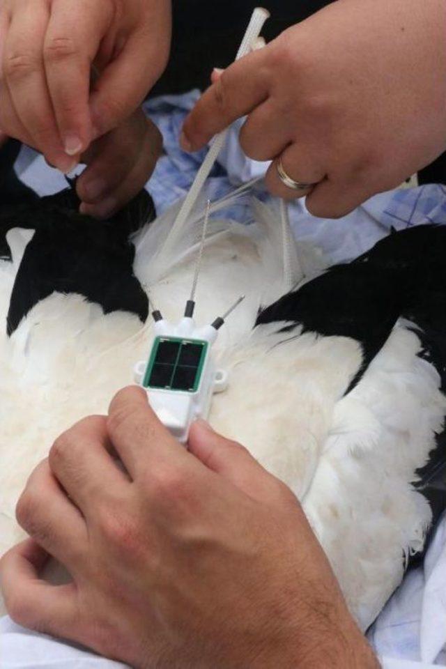 Uydu Vericili Leyleklerden Haber Var 1