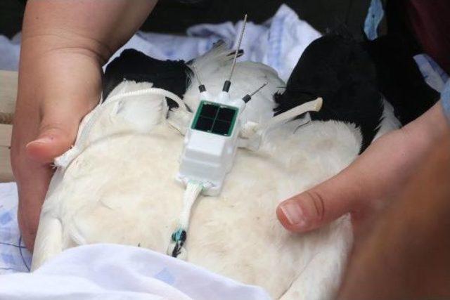 Uydu Vericili Leyleklerden Haber Var 2