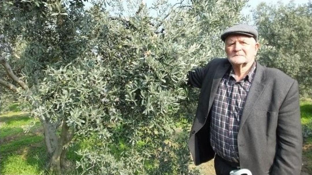 Gemlik Zeytini Balıkesirli &Ccedil;ift&ccedil;ilerin Y&uuml;z&uuml;n&uuml; G&uuml;ld&uuml;rd&uuml;