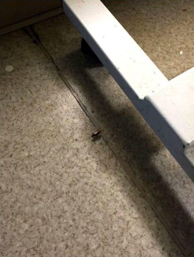 Cizre’de Hastaneyi Böcekler İstila Etti