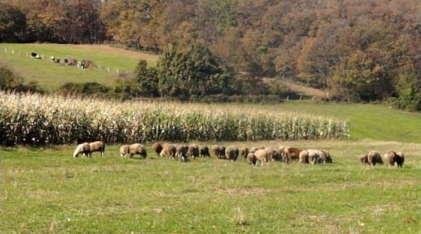 B&uuml;y&uuml;kşehir, Et &Uuml;reticilerinin Yem Sorununu &Ccedil;&ouml;zd&uuml;