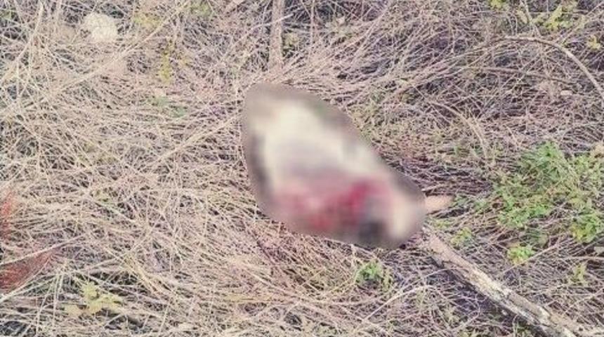 Osmaniye&rsquo;de Eşek Kesmişler