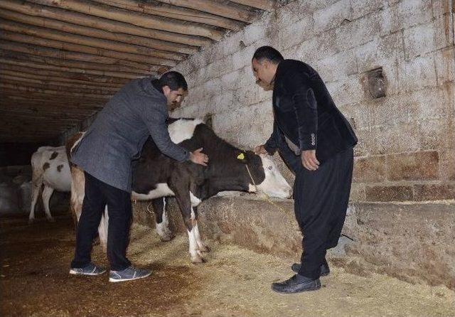 Siverek&rsquo;te Kuduz Alarmı 1