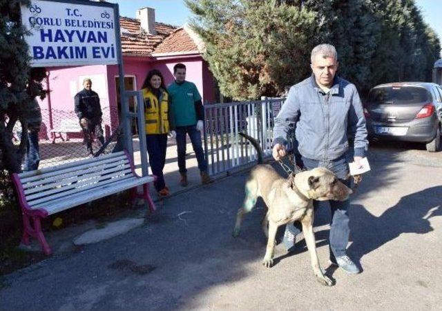 Otomobilin Arkasında Sürüklenen Köpek, Yeni Sahibine Verildi