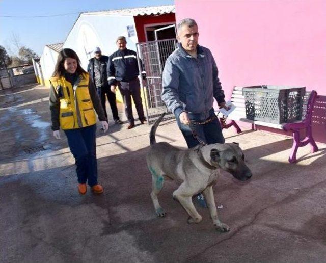 Otomobilin Arkasında Sürüklenen Köpek, Yeni Sahibine Verildi