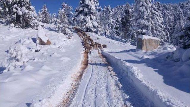 Karda Mahsur Kalan 2 Çoban Ve 400 Koyun Kurtarıldı 3