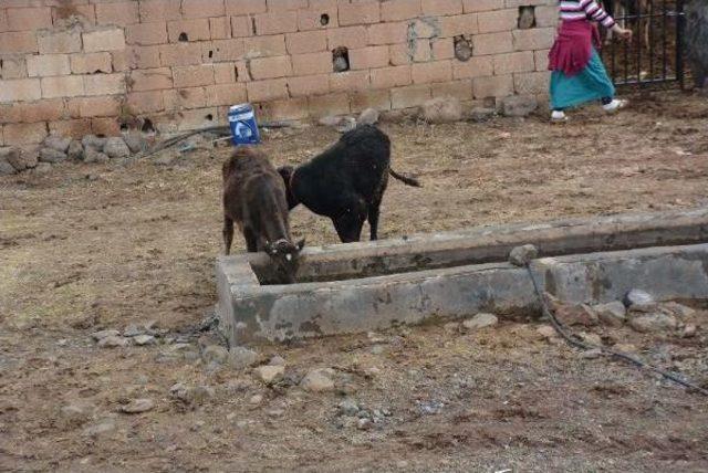 Siverek'te Kuduz Karantinası