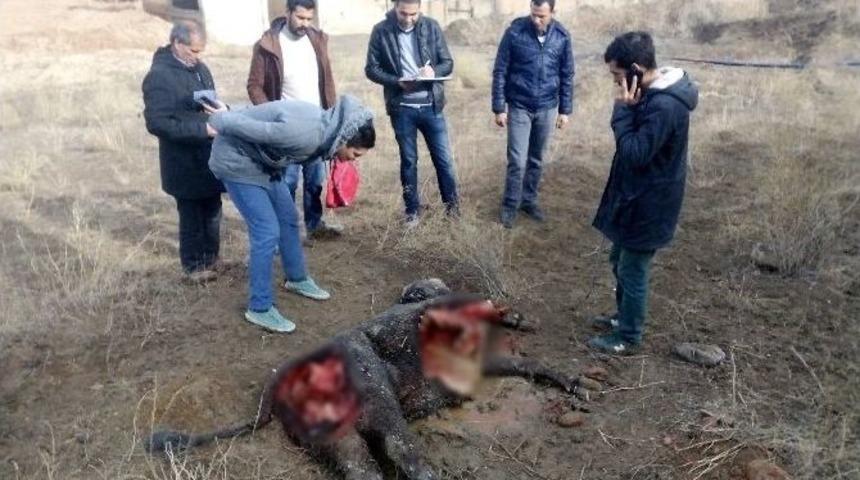 Iğdır&rsquo;da Kurtlar İneği Par&ccedil;aladı