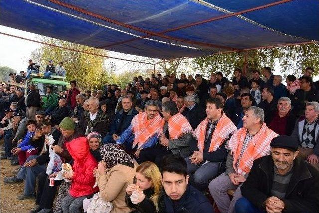 Nazilli’de Develer Şehit Aileleri Yararına Güreşti