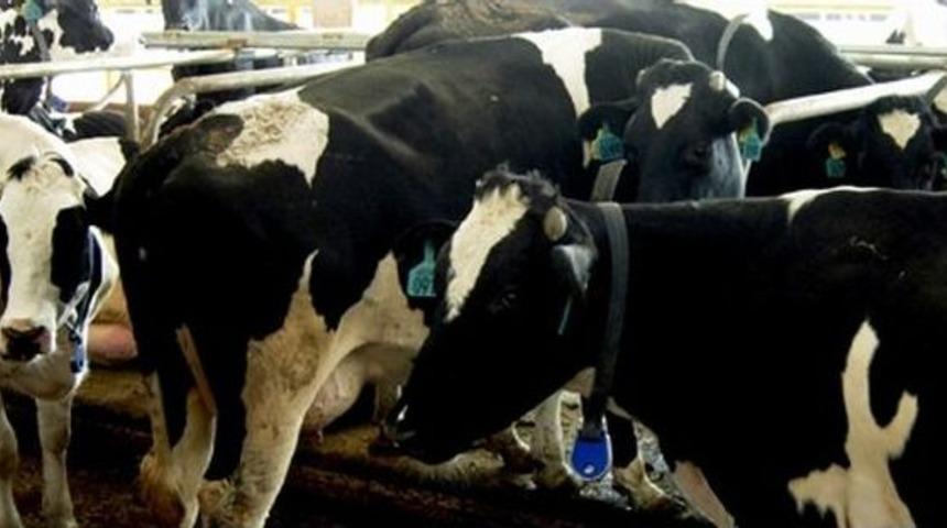 Aydın S&uuml;t &Uuml;retiminde 1 Sıra İlerleyerek 6&rsquo;ıncılığa Y&uuml;kseldi