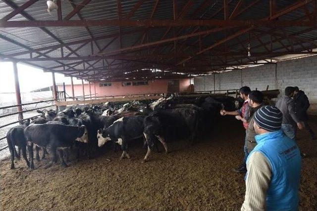 Gen&ccedil; &Ccedil;ift&ccedil;ilere Hayvancılık Desteği 1