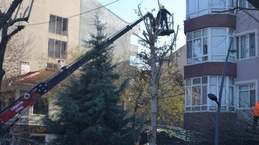 L&uuml;leburgaz&rsquo;da Ağa&ccedil; Budama &Ccedil;alışması