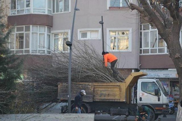 L&uuml;leburgaz&rsquo;da Ağa&ccedil; Budama &Ccedil;alışması 1