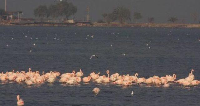 İnciraltı'nda Flamingo Cenneti