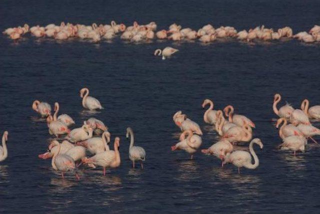 İnciraltı'nda Flamingo Cenneti