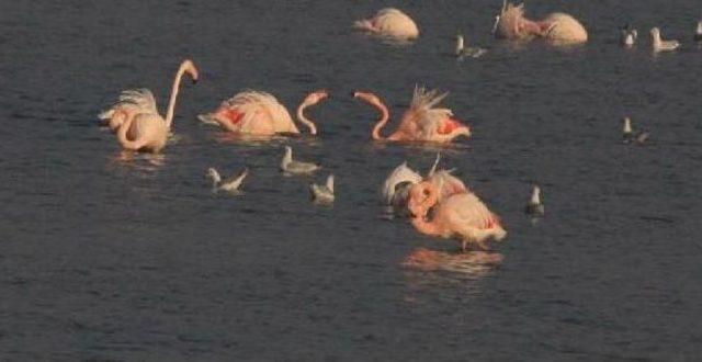 İnciraltı'nda Flamingo Cenneti