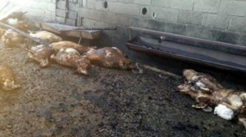 Yangında 75 Küçükbaş Hayvan Telef Oldu