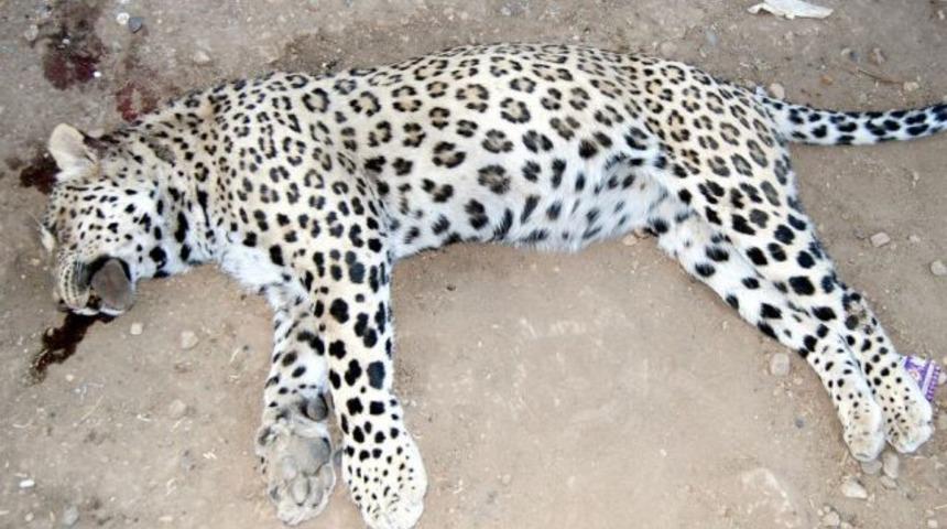 &Ccedil;obana saldıran leopar &ouml;ld&uuml;r&uuml;ld&uuml;