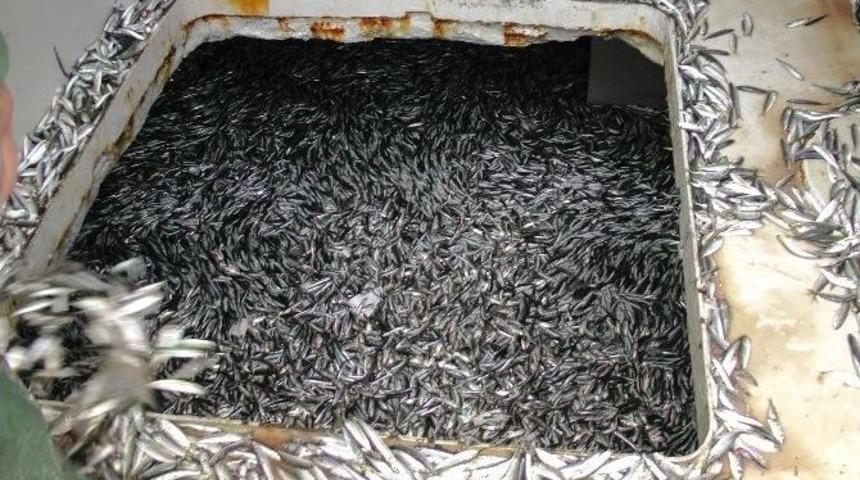 Karadeniz&rsquo;den Hamsi Fışkırıyor