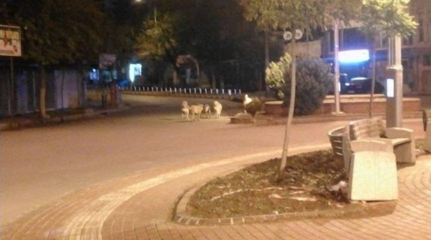 Sokak K&ouml;pekleri Kilislilerin Korkulu R&uuml;yası Oldu