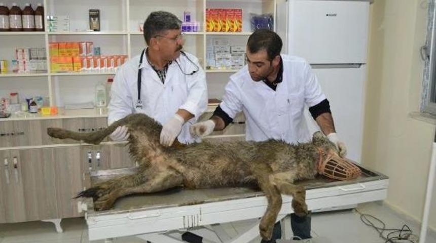 Yaralı Kurt Tedaviye Alındı