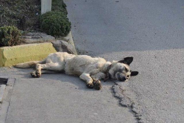 Köpeğe Çarpan Otomobilin Sürücüsü Yaralandı