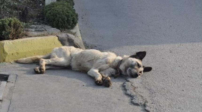 K&ouml;peğe &Ccedil;arpmamak İsterken Kaza Yaptı