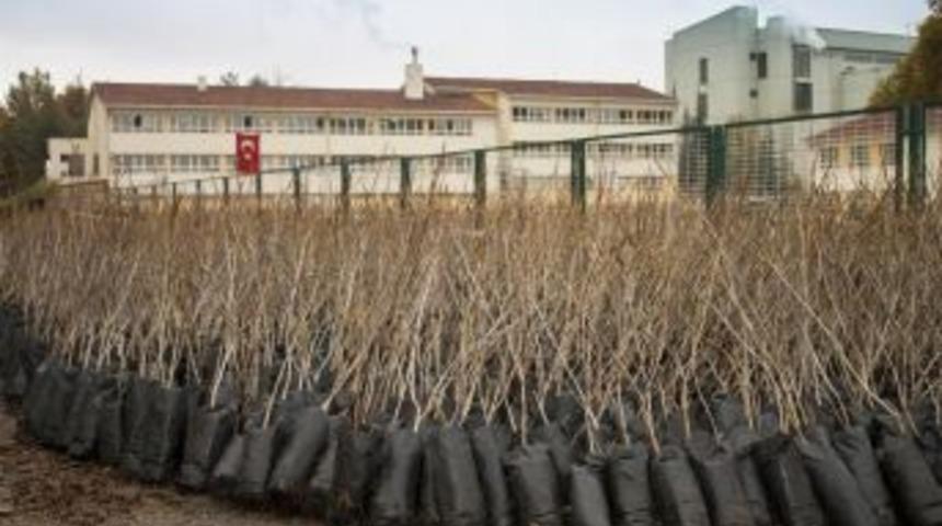 Büyükşehir Belediyesinden Çiftçilere 650 Bin Ücretsiz Fidan