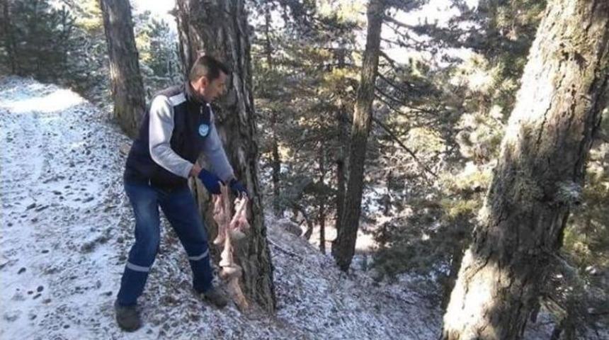 Yaban Hayvanları İ&ccedil;in İşbirliği