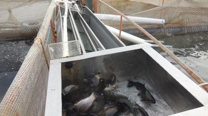 Bu &Ccedil;iftlikte B&uuml;y&uuml;k Balık K&uuml;&ccedil;&uuml;k Balığı Yemiyor