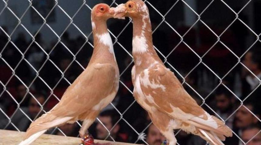 K&uuml;mesten 30 Bin Liralık G&uuml;vercin Hırsızlığı Kamerada