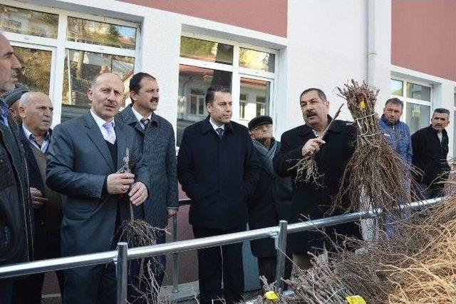 Niksar’da 45 Bin Adet Bağ Çubuğu Fidanı Dağıtıldı