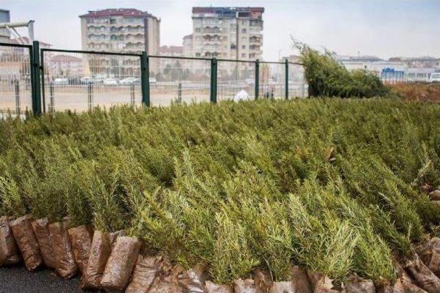 Malatya Büyükşehir Belediyesi’Nden Çiftçilere 646 Bin Ücretsiz Fidan