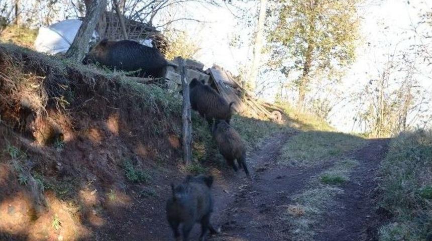 Aç Kalan Yaban Domuzları Köye İndi