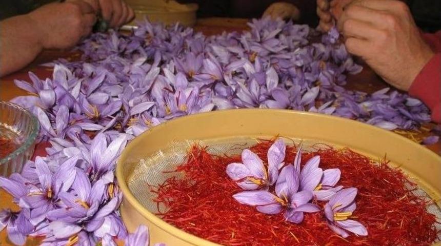 Osmaniye&rsquo;de &ldquo;kadın Eliyle Safran Yetiştiriciliği" Projesi Başlıyor