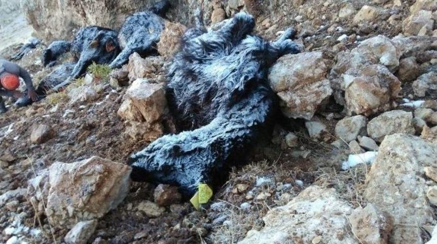 Korkuteli&rsquo;ne Yıldırım D&uuml;şt&uuml;: 17 B&uuml;y&uuml;kbaş Hayvan Telef Oldu