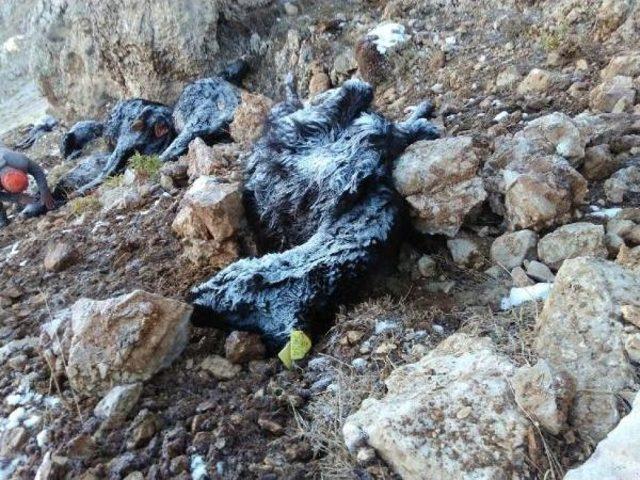 Yıldırım Isabet Eden 17 B&uuml;y&uuml;kbaş Hayvan Telef Oldu 1