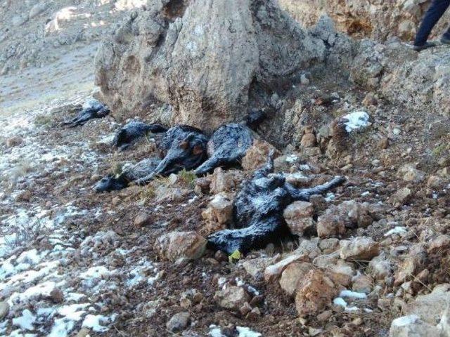 Yıldırım Isabet Eden 17 B&uuml;y&uuml;kbaş Hayvan Telef Oldu 2