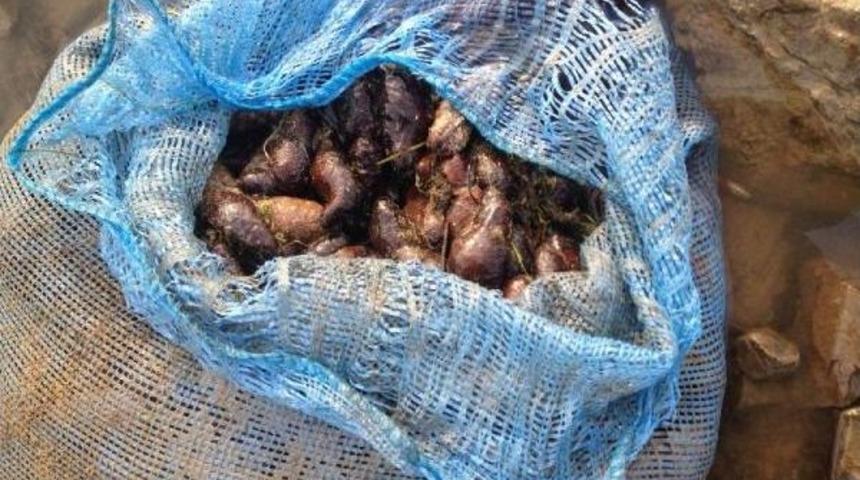 Ayvalık'ta 250 Kilo Deniz Patlıcanı Ele Ge&ccedil;irildi