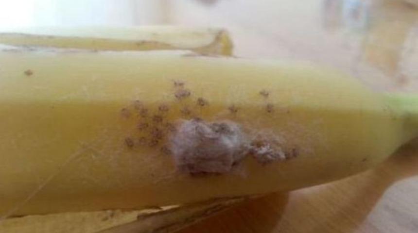 Zehirli &ouml;r&uuml;mcekler muza binip geldi