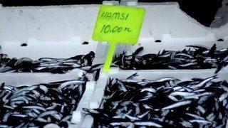 Giresunlu Balıkçılar Palamut İle Sevindi, Hamsi İle Üzüldü