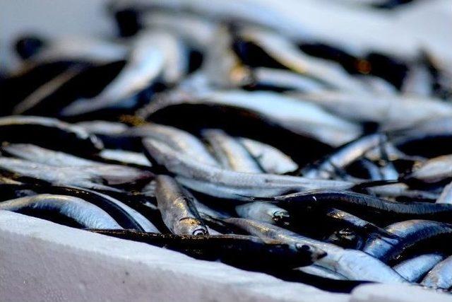 Giresunlu Balıkçılar Palamut İle Sevindi, Hamsi İle Üzüldü