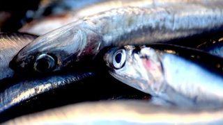 Karadenizli Balıkçılar En Az 2 Yıllık Av Yasağı İstiyor