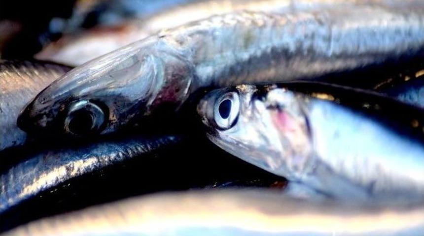 Karadenizli Balıkçılar En Az 2 Yıllık Av Yasağı İstiyor