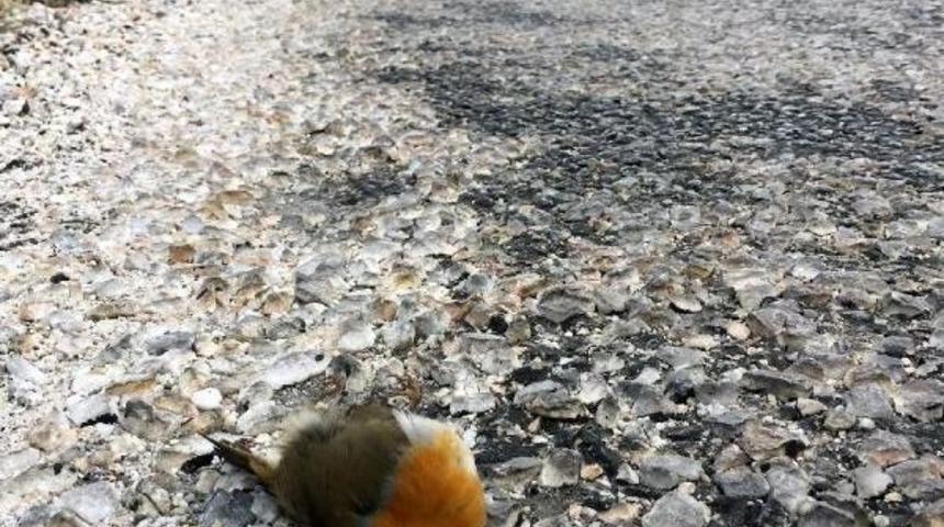 Karayollarındaki Ara&ccedil;lar Kuşlar I&ccedil;in B&uuml;y&uuml;k Tehdit