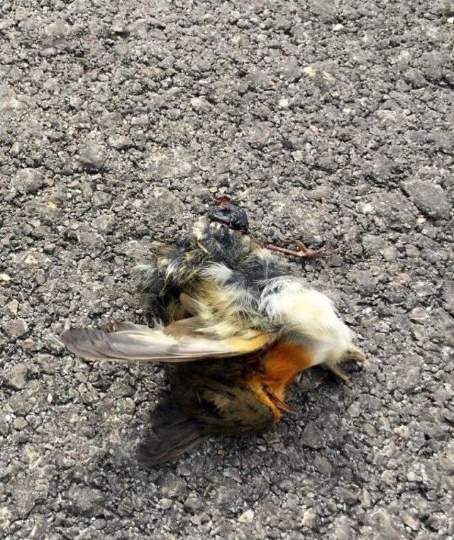 Karayollarındaki Ara&ccedil;lar Kuşlar I&ccedil;in B&uuml;y&uuml;k Tehdit 1