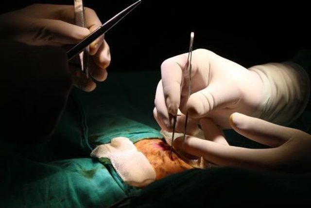 Av Köpeğine Boyun Fıtığı Ameliyatı